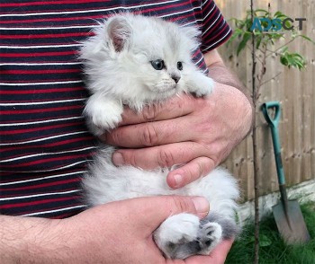 Pure Pedigree Chinchilla Persians Kitten