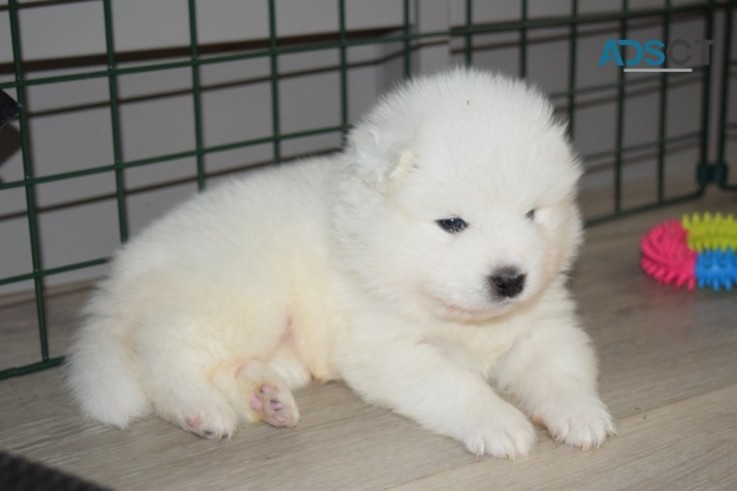 Samoyed Puppies 