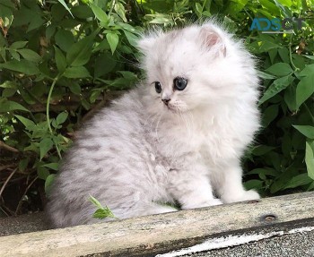 Pure Pedigree Chinchilla Persians Kitten