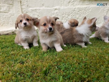 Welsh Corgi Pembroke  Puppy