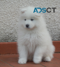 Adorable Samoyed Puppies