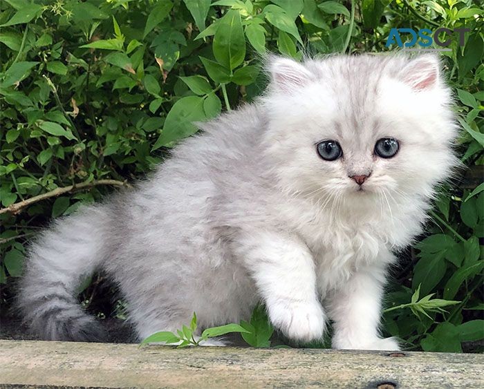 Pure Pedigree Chinchilla Persians Kitten