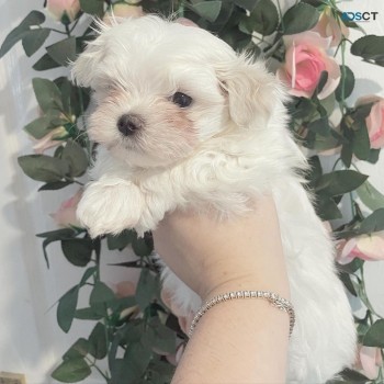 White Maltese males and females for sale