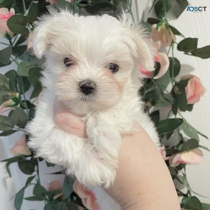 White Maltese males and females for sale