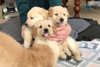 Golden Retriever Puppies available now