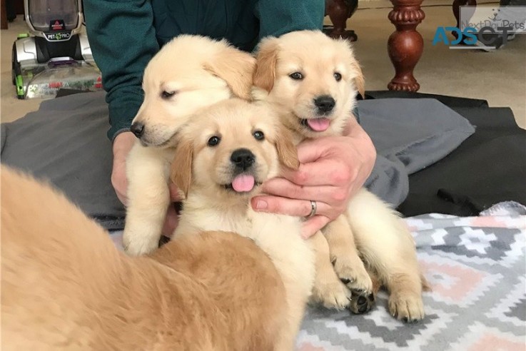 Golden Retriever Puppies available now