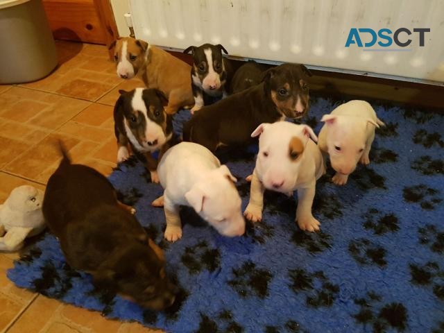 English Bullterrier Puppies For sale