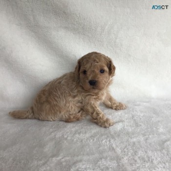  Adorable and very cuddly maltipoo puppi