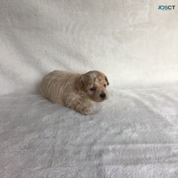  Adorable and very cuddly maltipoo puppi