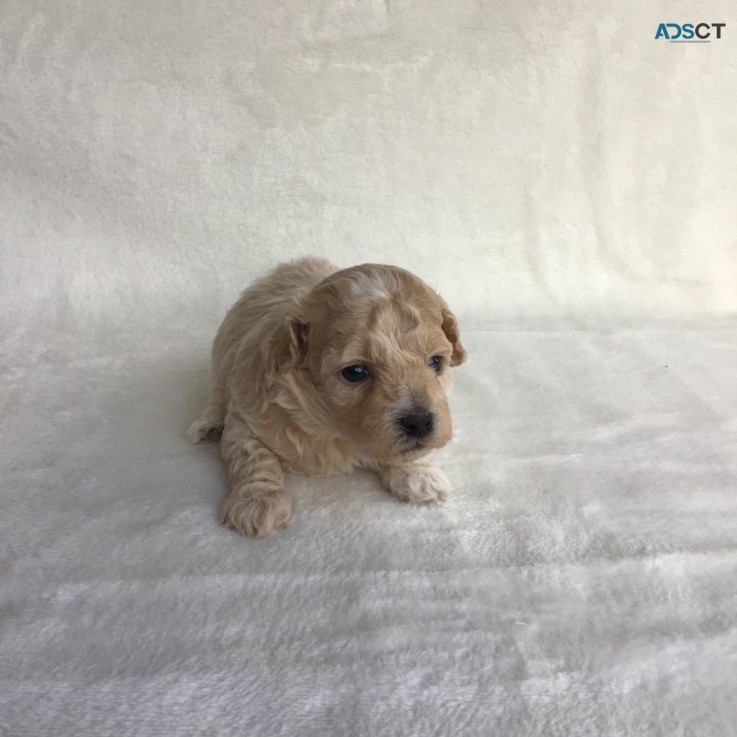  Adorable and very cuddly maltipoo puppi