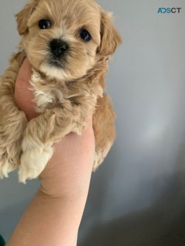  Adorable and very cuddly maltipoo puppi