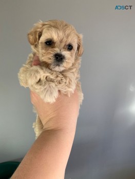  Adorable and very cuddly maltipoo puppi