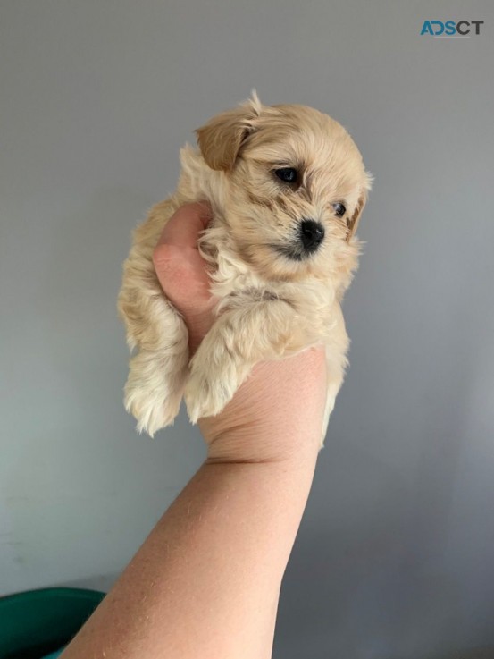  Adorable and very cuddly maltipoo puppi