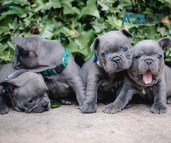 French Bulldog puppies for sale.    