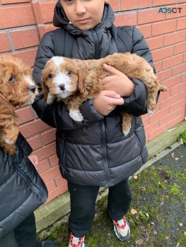 Adorable and very cuddly cavapoo puppies