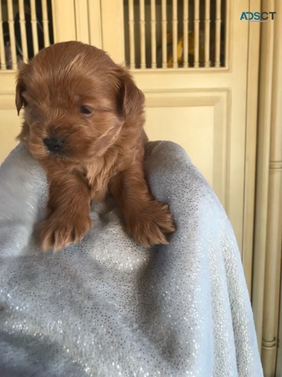 Adorable and very cuddly cavapoo puppies