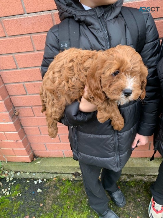 Adorable and very cuddly cavapoo puppies