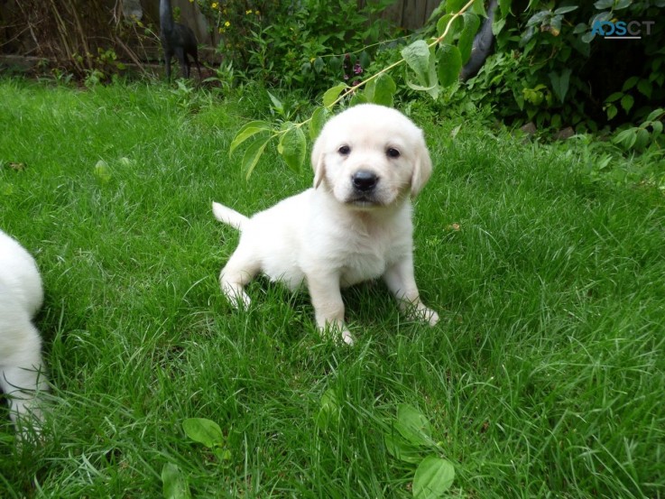 We have vet check and vaccinated Golden 