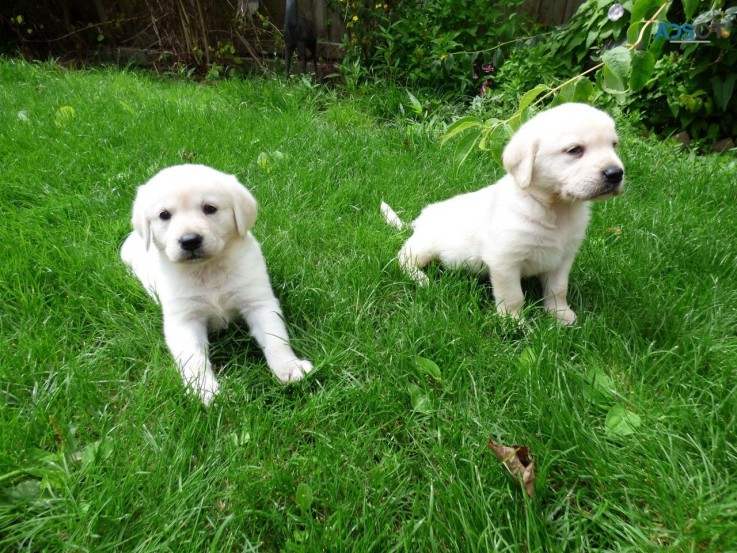 We have vet check and vaccinated Golden 