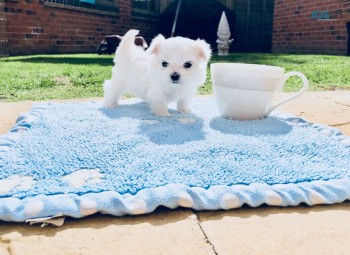 Adorable Male And Female maltese  Puppie