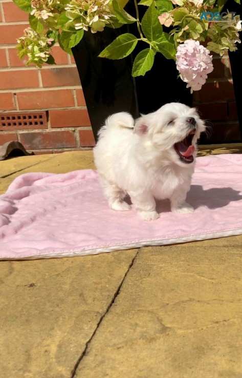 Adorable Male And Female maltese  Puppie