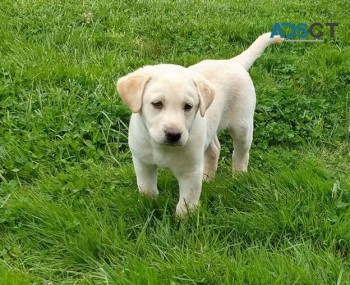 Labrador retriever puppies for sale 