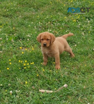 Labrador retriever puppies for sale 