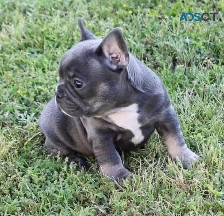 Merle French Bulldog Available Now