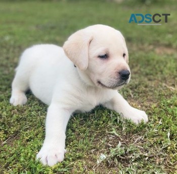 Labrador retriever puppies for sale 