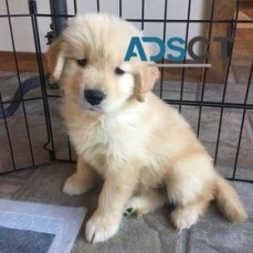 Golden Retriever puppies