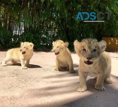 Healthy Cubs For Sale