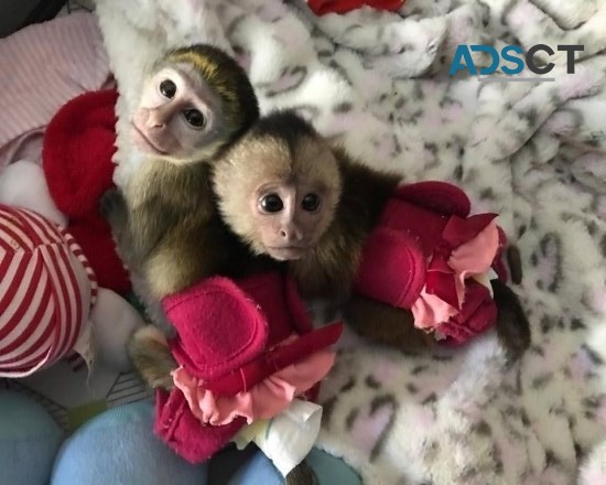 Cute Capuchin monkeys for sale  .