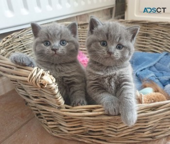 Blue British Shorthair Kittens For Sale