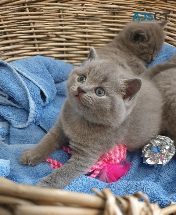 Blue British Shorthair Kittens For Sale