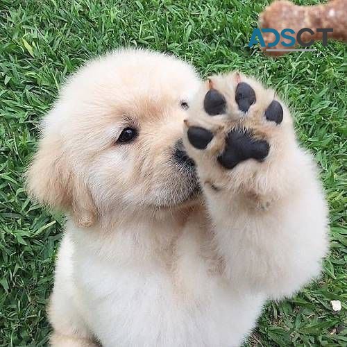 Golden Retriever puppies