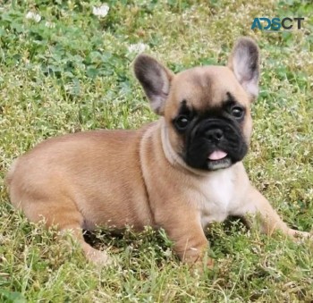 Merle French Bulldog Available Now