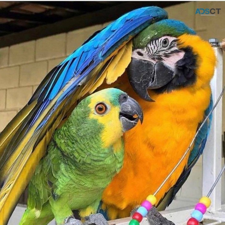  Macaw parrots for sale