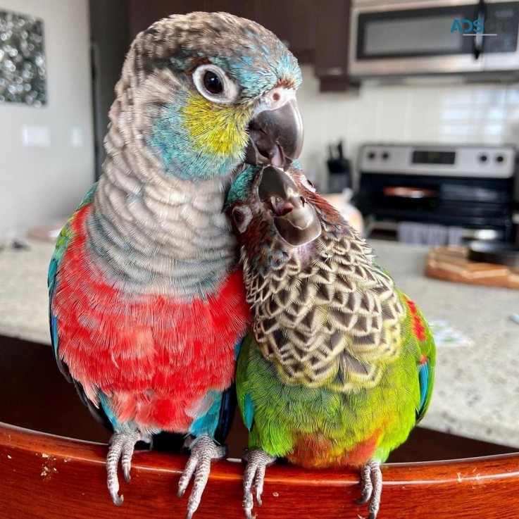  Macaw parrots for sale