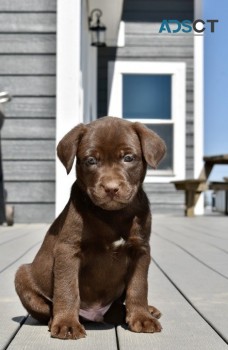 Labrador retriever puppies for sale