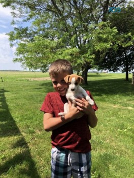 Jack Russell Puppies Available