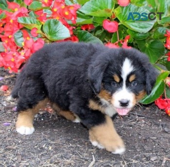 bernese-mountain-dog for sale