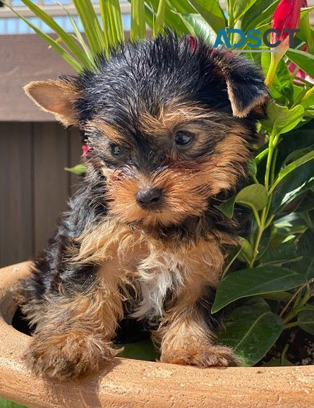 Yorkie Pups For Sale