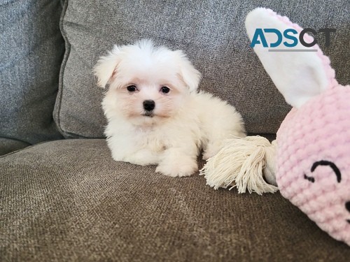 Maltese puppies for  sale