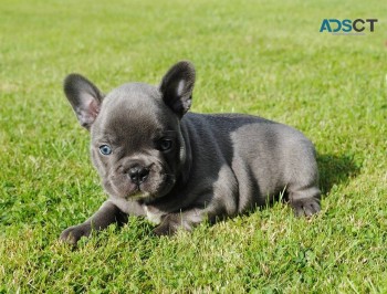 French bulldog  puppies for  sale