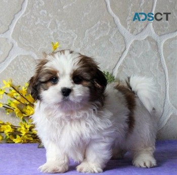 Shih tzu  puppiesfor sale