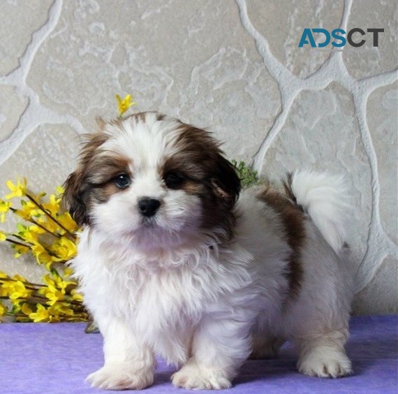 Shih tzu  puppiesfor sale