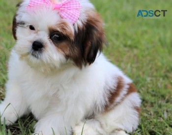 Shih tzu  puppiesfor sale