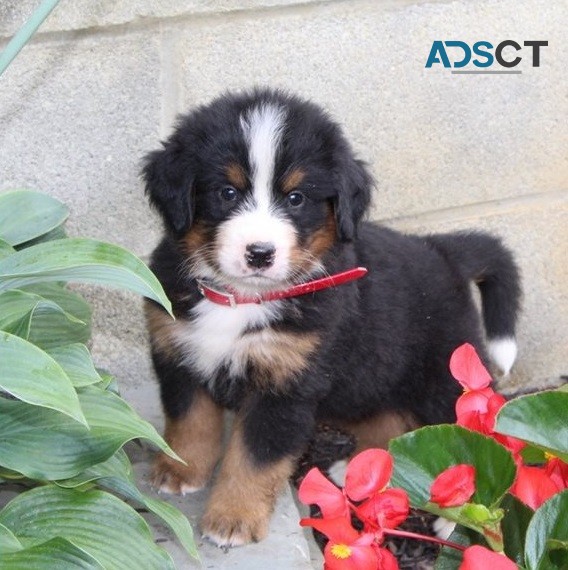 Bernese-Mountain-Dog for sale