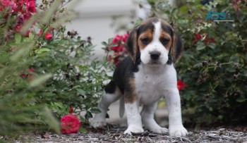 beagle puppies for sale