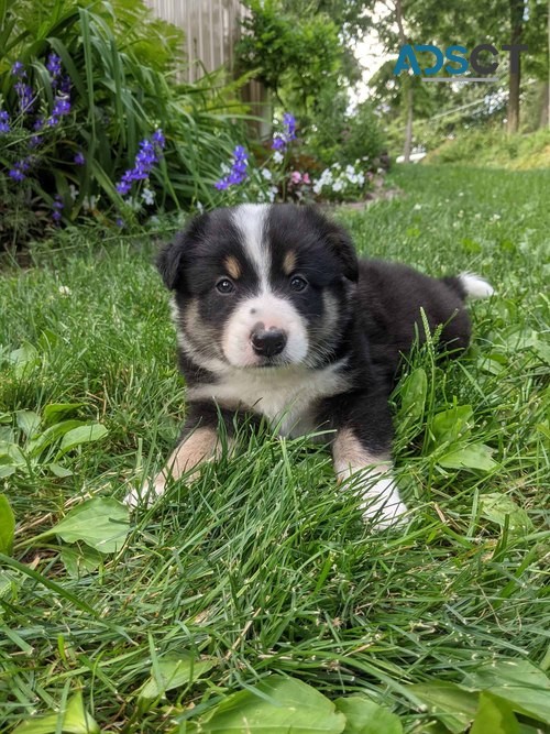 active Australian Shepherd Puppies